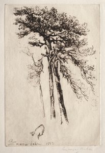 A última árvore de Francis Seymour Haden