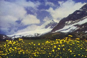 Trollius no Passe Simplon (foto)