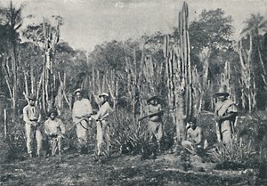 Campos, 1895