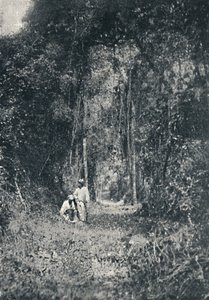 Estrada de Rodagem do Alto Parana, 1895