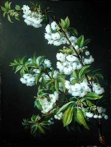 Um ramo de flor branca (óleo sobre tela) de Francisco Lacoma