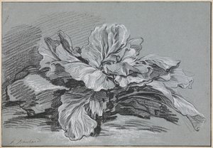 Estudo de um repolho de François Boucher