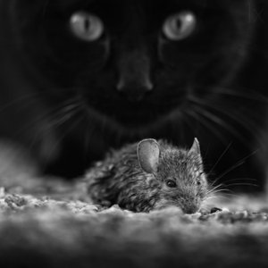 Gato Preto e Rato Selvagem de Francois Casanova