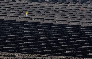 Trabalhador de uma vinha vulcânica