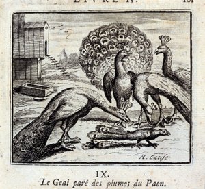 O Jay adorna as penas do pavão. Fábulas de Jean de La Fontaine (1621-95). Ilustração de François Chauveau (1613-1676). Edição de 1728. de Francois Chauveau