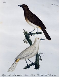 Bulbo africano de olhos vermelhos (Pycnonotus nigricans), gravura da Histoire Naturelle des Oiseaux d