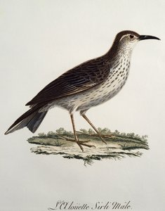 Cabo Longbill macho (Certhilauda curvirostris), gravura da Histoire Naturelle des Oiseaux d