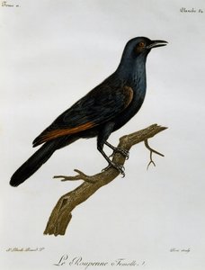 Estorninho (Onychognathus morio), gravura da Histoire Naturelle des Oiseaux d
