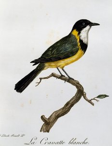 Whistler dourado (Pachycephala pectoralis), gravura da Histoire Naturelle des Oiseaux d