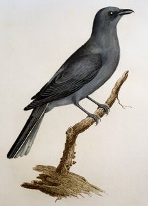Cuckooshrike cinza (Coracina caesia), gravura da Histoire Naturelle des Oiseaux d