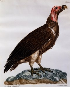 Abutre com cara de lapa (Torgos tracheliotos), gravura da Histoire Naturelle des Oiseaux d