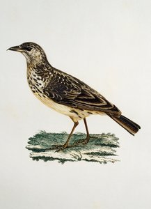 Lark de bico grande (Galerida magnirostris), gravura da Histoire Naturelle des Oiseaux d