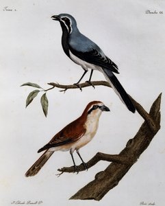 Le Pendeur et le Rousseau, gravura da Histoire Naturelle des Oiseaux d