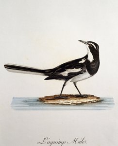 Motacilla aguimp, gravura da Histoire Naturelle des Oiseaux d