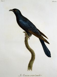 Cuco Negro Masculino (Cuculus clamosus), gravura da Histoire Naturelle des Oiseaux d