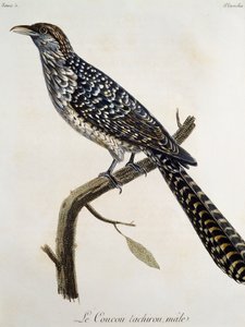 Tachirou de cuco macho, gravura da Histoire Naturelle des Oiseaux d