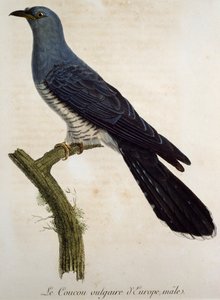 Cuco macho eurasiático (Cuculus canorus), gravura da Histoire Naturelle des Oiseaux d