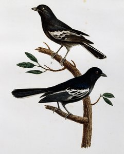 Macho e fêmea de Black Tit (Parus niger), gravura da Histoire Naturelle des Oiseaux d