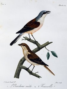 Macho e fêmea do Shrike (Lanius collurio), gravura do Histoire Naturelle des Oiseaux d