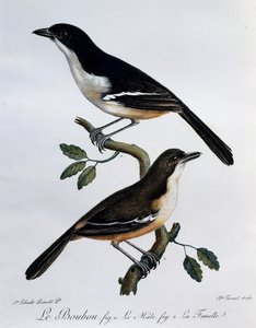 Macho e fêmea de Boubou do Sul (Laniarius ferrugineus), gravura do Histoire Naturelle des Oiseaux d