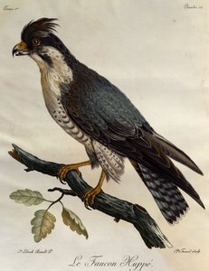 Falcão Peregrino (Falco peregrinus), gravura da Histoire Naturelle des Oiseaux d