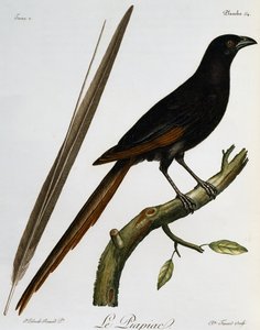 Piapiac (Ptilostomus afer), gravura da Histoire Naturelle des Oiseaux d