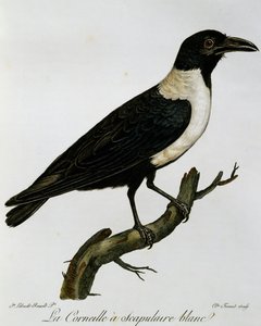 Corvo Pied (Corvus albus), gravura da Histoire Naturelle des Oiseaux d