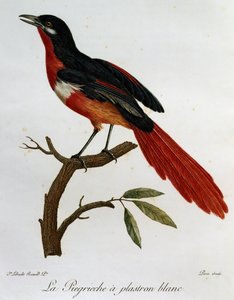 Magpie de peito branco (Lanius mystacus), gravura da Histoire Naturelle des Oiseaux d