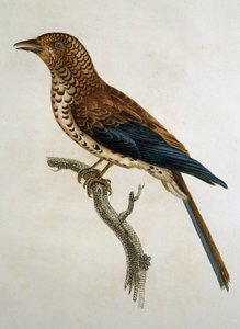 Lark (Calandrella cinerea), gravura da Histoire Naturelle des Oiseaux d