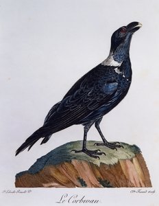 Corvo de pescoço branco (Corvus albicollis), gravura da Histoire Naturelle des Oiseaux d