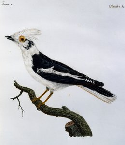 Capacete Branco (Prionops plumatus), gravura da Histoire Naturelle des Oiseaux d