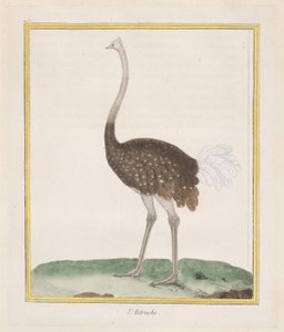 Floresta. de Francois Nicolas Martinet