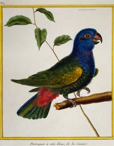 Papagaio de cabeça azul (Pionus menstruus), da Histoire naturelle des oiseaux