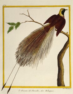 Greater Bird-of-Paradise (Paradisaea apoda), da Histoire naturelle des oiseaux de Francois Nicolas Martinet