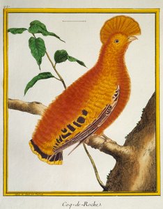 Rupicola rupicola, da Histoire naturelle des oiseaux, Guiananan Cock-of-the-rock (Rupicola rupicola) de Francois Nicolas Martinet