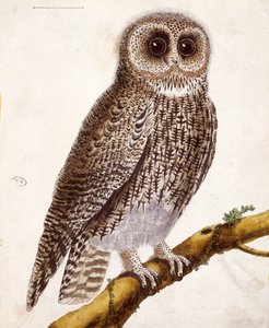 Coruja, de &39;Histoire Naturelle des Oiseaux&39; de Georges de Buffon (1707-1788) publicou 1777