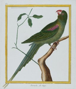 Perruche, de Gingi, c.1770-86 (gravura à mão) de Francois Nicolas Martinet