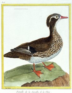 Ciência. Zoologia. Teal chinês. Gravura de François Nicolas Martinet em: Histoire naturelle des oiseaux, de Georges Louis Leclerc de Buffon, França, c.1777 (gravura a cores)