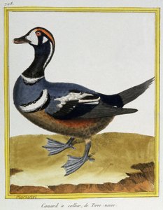Ciência. Zoologia. Pato da Terra Nova. Gravura de François Nicolas Martinet em: Histoire naturelle des oiseaux, de Georges Louis Leclerc de Buffon, França, c.1777 (gravura a cores)