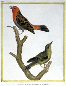Ciência. Zoologia. House Sparrow de Ile de France. Gravura de François Nicolas Martinet em: Histoire naturelle des oiseaux, de Georges Louis Leclerc de Buffon, França, c.1777 (gravura a cores) de Francois Nicolas Martinet