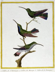 Ciência. Zoologia. Beija-flor de Santo Domingo, México e Jamaica. Gravura de François Nicolas Martinet em: Histoire naturelle des oiseaux, de Georges Louis Leclerc de Buffon, França, c.1777 (gravura a cores) de Francois Nicolas Martinet