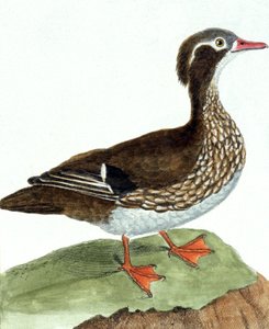 O Teal de Francois Nicolas Martinet
