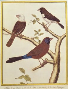 Munia Branco-dirigida, comedor de semente colorido dobro e Waxbill orelhudo violeta de Francois Nicolas Martinet