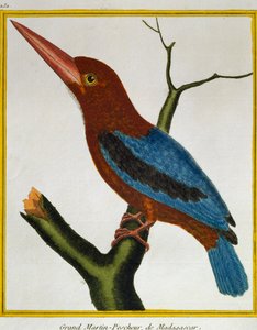 Guarda-rios de garganta branca (Halcyon smyrnensis), da Histoire naturelle des oiseaux de Francois Nicolas Martinet