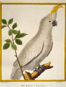Cockatoo (Cacatua sulphurea), de Histoire naturelle des oiseaux de Francois Nicolas Martinet