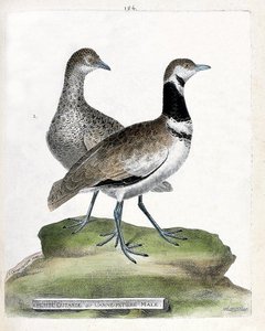 Tábua zoológica (ornitologia): frente: abetarda pequena ou pequena cana masculina e costas: cana pequena feminina (abetarda caniço ou tetrax tetrax). Ilustração em "A História das Aves, Pintadas nos seus Aspectos Aparentes e Sensíveis" de François Nicolas  de Francois Nicolas Martinet