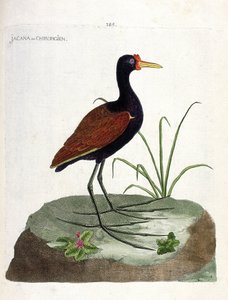 Placa zoológica (ornitologia): jacana ou cirurgião (jacana noir ou jacana jacaa). Ilustração em "A história das aves, pintadas nos seus aspectos aparentes e sensíveis" por François Nicolas Martinet (1731-1800). Coleção particular. de Francois Nicolas Martinet
