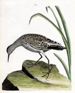 Tábua zoológica (ornitologia): cavaleiro varia (lutador varia ou philomachus pugnax). Ilustração em "A história das aves, pintadas nos seus aspectos aparentes e sensíveis" por François Nicolas Martinet (1731-1800). Coleção particular. de Francois Nicolas Martinet