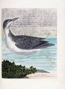 Tábua zoológica (ornitologia): o grande mergulho (imbrin dip ou gavia immer). Ilustração em "The History of the Birds, Painted in Their Appearing and Sensitive Aspects" de François Nicolas Martinet (1731-1800). Coleção particular. de Francois Nicolas Martinet