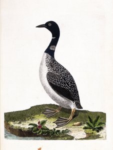 Prancha zoológica (ornitologia): o mergulho de grandes manchas (imstrand diving ou gavia immer). Ilustração em "The History of the Birds, Painted in Their Appearing and Sensitive Aspects" de François Nicolas Martinet (1731-1800). Coleção particular. de Francois Nicolas Martinet